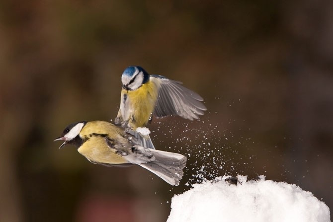 Đôi chim mổ nhau trên đống tuyết trắng